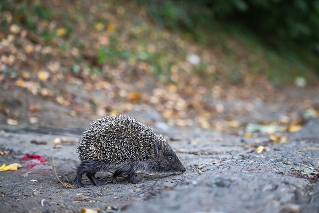 如同给这颗 如同给这颗