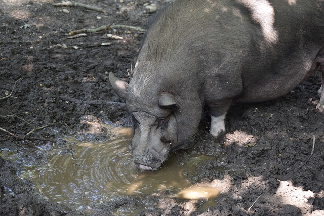 急于追求短 急于追求短